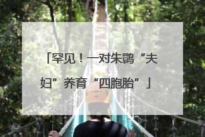 罕见！一对朱鹮“夫妇”养育“四胞胎”